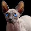 ROYAL CANIN Sphynx
