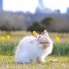 ROYAL CANIN Kitten Maine Coon