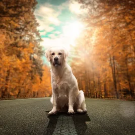 ROYAL CANIN Labrador Retriever Junior 1