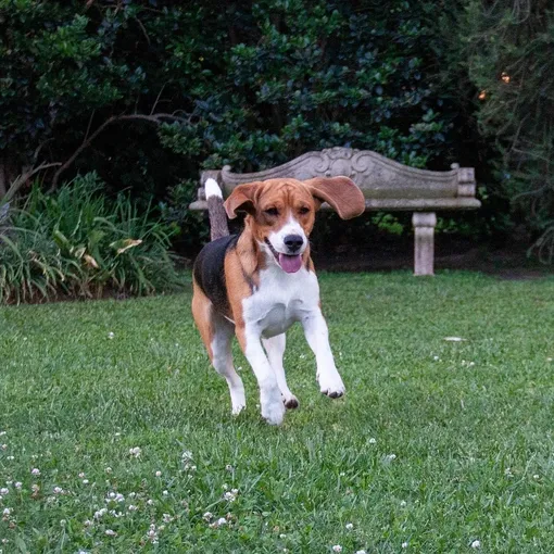 HILL Science Plan Canine Youthful Vitality Medium Breed Chicken