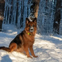 ROYAL CANIN German Shepherd Adult 12kg
