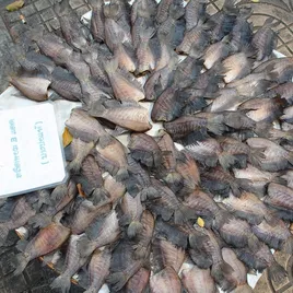 Nandi Freeze Dried Fish for Cats