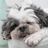 Montego Classic Puppy Chicken
