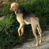 Weruva Hot Dayam! For Dogs