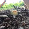 Orijen Six Fish DOG