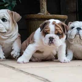 ROYAL CANIN English Bulldog Junior