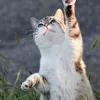 ROYAL CANIN Kitten