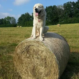 Ultradog