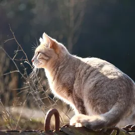 Hills Ideal Balance Feline Kitten Chicken