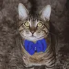 Dapper Pet Bow Tie Collar Paisley