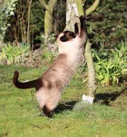 ROYAL CANIN Siamese