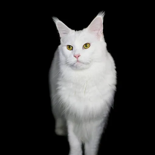 ROYAL CANIN Kitten Maine Coon ROYAL CANIN Kitten Maine Coon