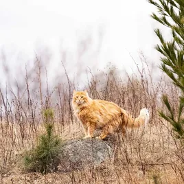 Hills Science Plan Feline Oral Care Chicken