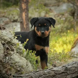 ROYAL CANIN Rottweiler Adult 12kg