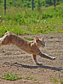 Montego Classic Kitten