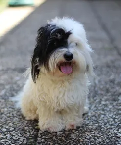 Orijen Puppy DOG
