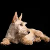 Cani-Vit