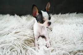 Dog Blankets