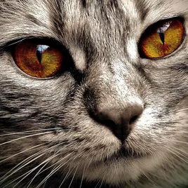 Iams