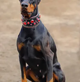 Dapper Pet Bow Tie Collar Blue Checkered
