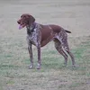Probono Large Bone