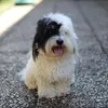 Orijen Puppy DOG