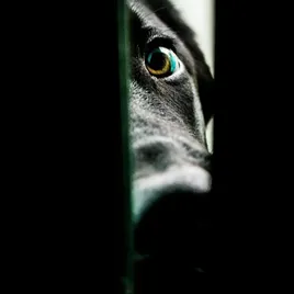Dogs At Home
