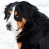SUPERWOOF - 3KG SENIOR (CHIC_RICE)