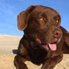 Weruva Wok The Dog For Dogs