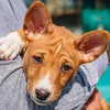Montego Classic Small Breed Puppy