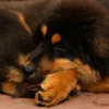 HILLS Science Plan Canine Active Longevity Mini Breed Chicken DRY
