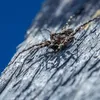 Parasiticide