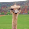 Nandi Karoo Ostrich Freeze Dried Treats