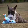 Dog Toys