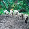 HILLS Science Plan Canine Advanced Fitness Large Breed Lamb and Rice