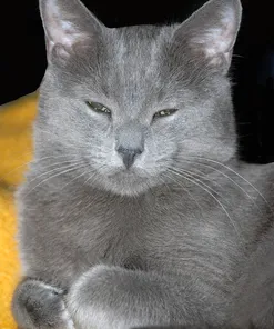 ROYAL CANIN Oral Care