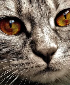 Iams